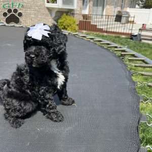 Mini, Yorkie Poo Puppy