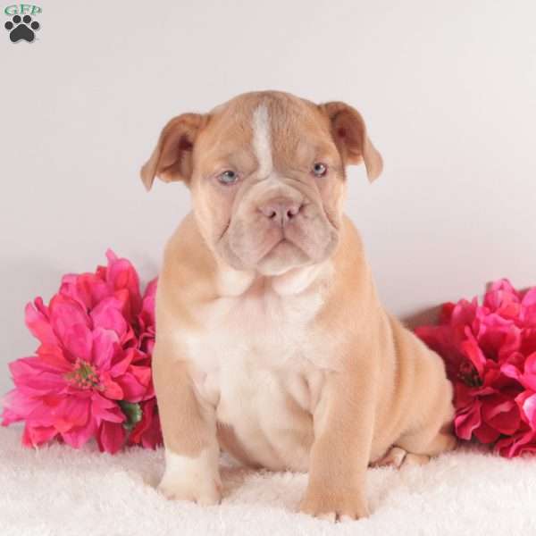 Silver Star, English Bulldog Puppy
