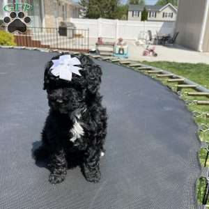 Mini, Yorkie Poo Puppy