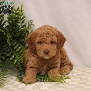 Kade, Cockapoo Puppy