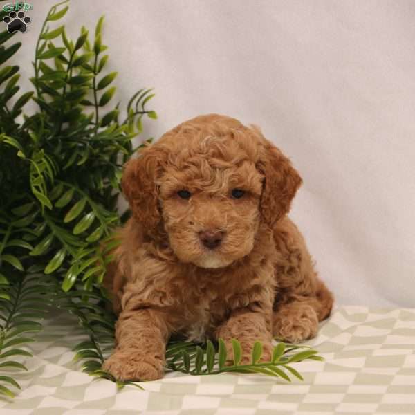 Kade, Cockapoo Puppy