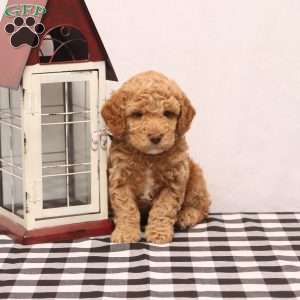 Kade, Cockapoo Puppy