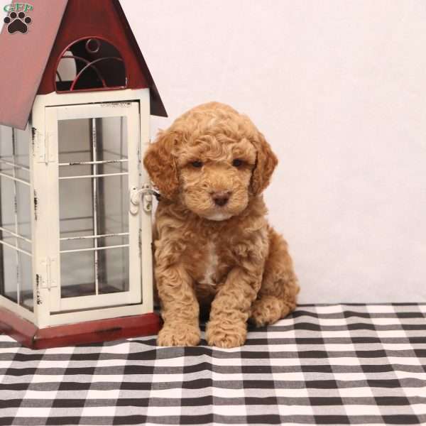 Kade, Cockapoo Puppy