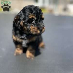 King, Yorkie Poo Puppy
