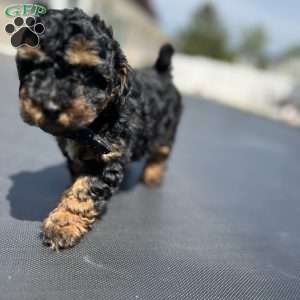 King, Yorkie Poo Puppy