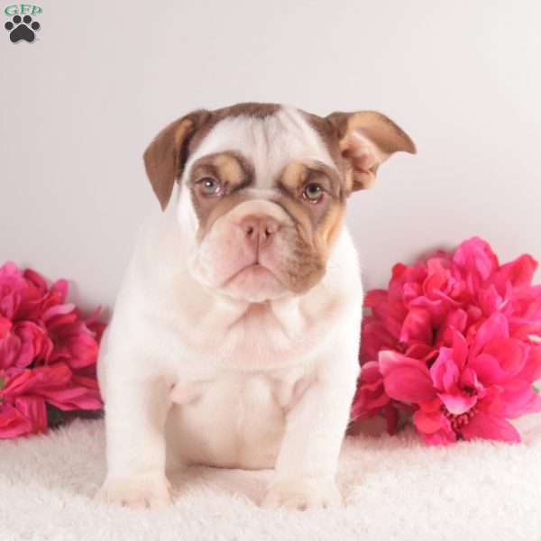 Chocolate Kiss, English Bulldog Puppy