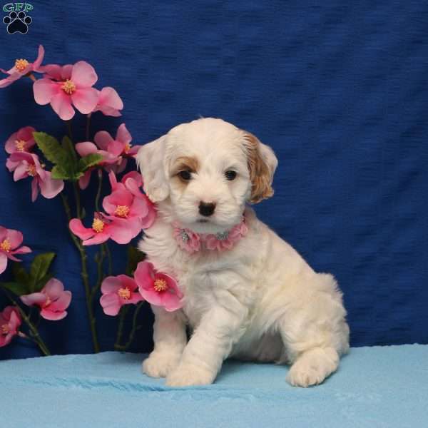 Kelly, Cockapoo Puppy