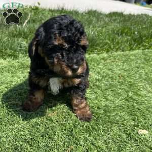 King, Yorkie Poo Puppy