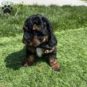 King, Yorkie Poo Puppy