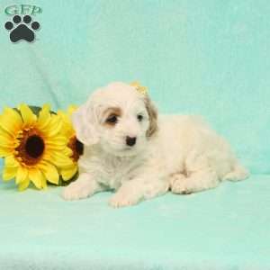 Kelly, Cockapoo Puppy
