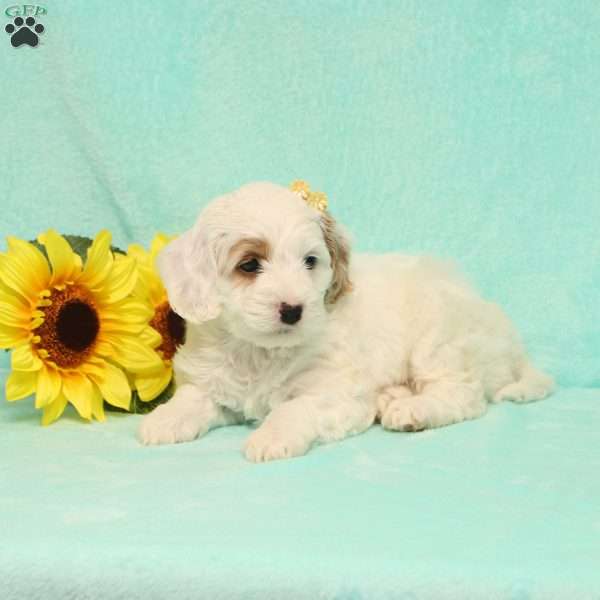 Kelly, Cockapoo Puppy