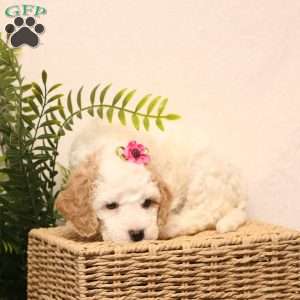 Keisha, Cockapoo Puppy