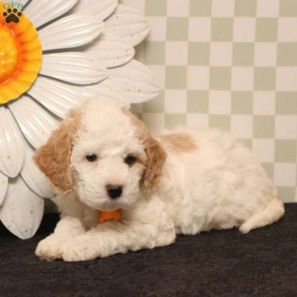 Keisha, Cockapoo Puppy