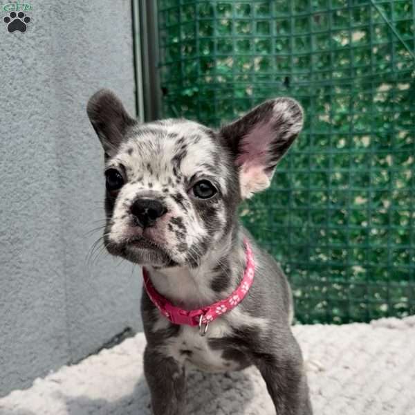 Bella, French Bulldog Puppy