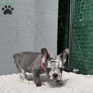 Bella, French Bulldog Puppy