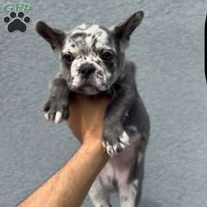 Bella, French Bulldog Puppy