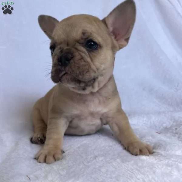 Rick, French Bulldog Puppy