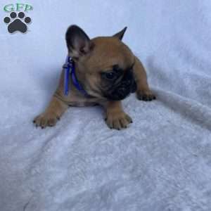 Billy, French Bulldog Puppy