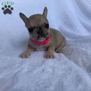 Sunshine, French Bulldog Puppy