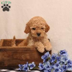 Keto, Cockapoo Puppy