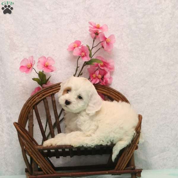 Kirsi, Cockapoo Puppy