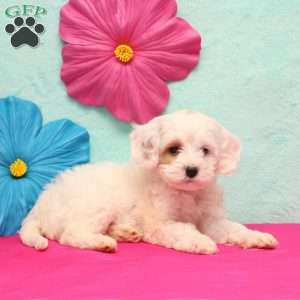 Kirsi, Cockapoo Puppy