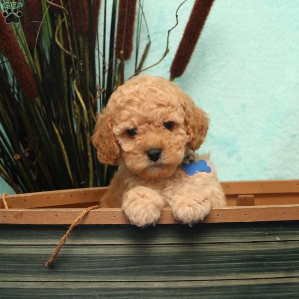 Keto, Cockapoo Puppy