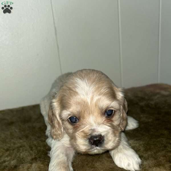 Daisy, Cocker Spaniel Puppy