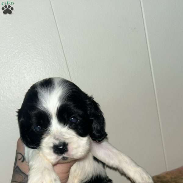 Nugget, Cocker Spaniel Puppy