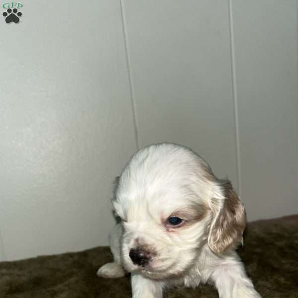 Princess, Cocker Spaniel Puppy
