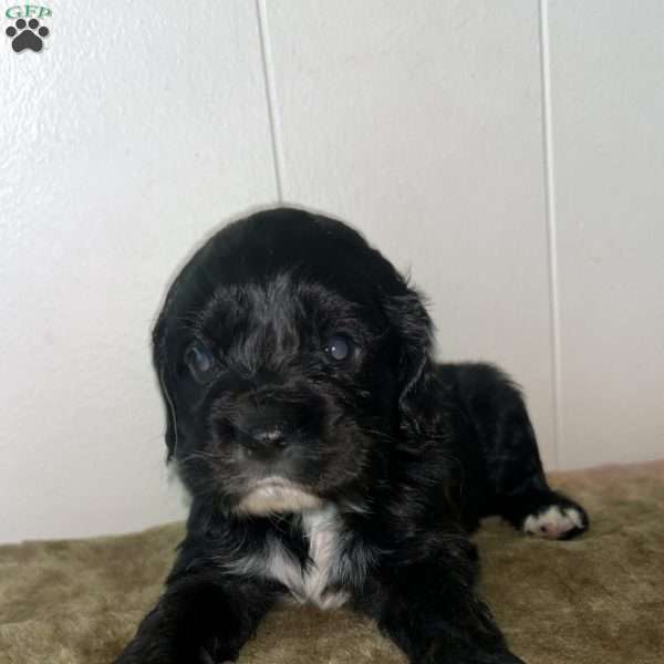 Shadow, Cocker Spaniel Puppy