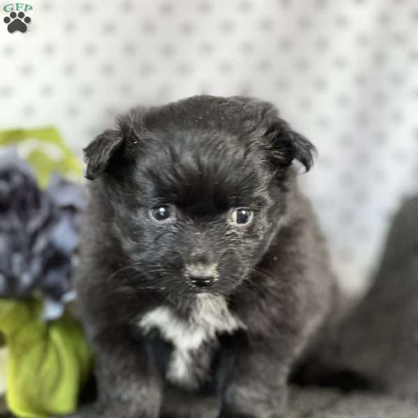 Stella, Pomeranian Puppy