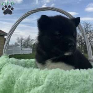 Jackson, Akita Puppy