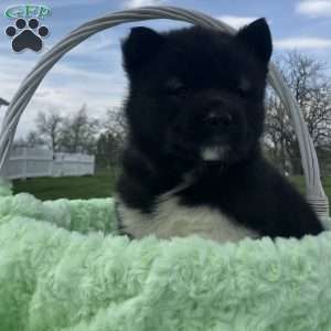 Jackson, Akita Puppy