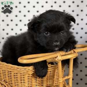 Stella, Pomeranian Puppy