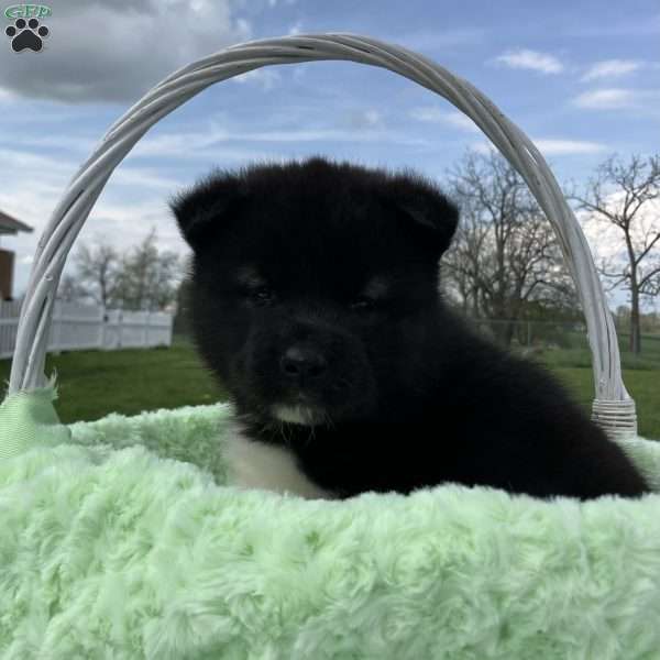 Jackson, Akita Puppy