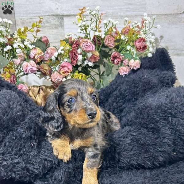 Smokey, Dachshund Puppy