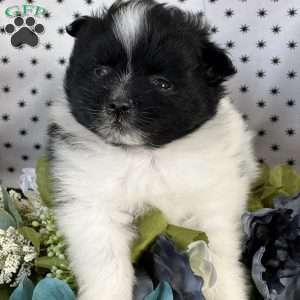 Sean, Pomeranian Puppy