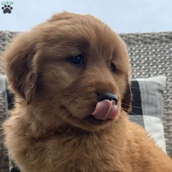 Misty, Golden Retriever Puppy