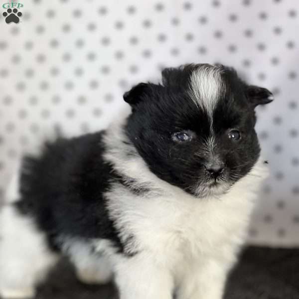 Sean, Pomeranian Puppy