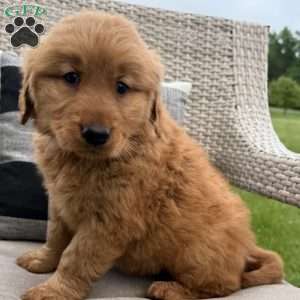 Misty, Golden Retriever Puppy