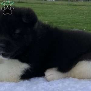 Jackson, Akita Puppy