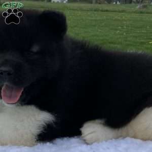 Jackson, Akita Puppy