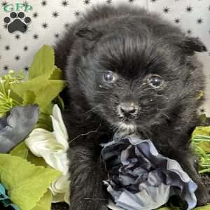 Simon, Pomeranian Puppy