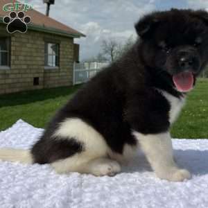 Jackson, Akita Puppy