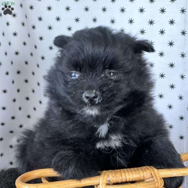 Simon, Pomeranian Puppy