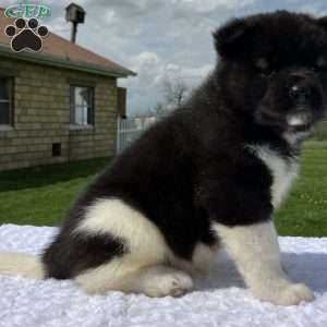 Jackson, Akita Puppy