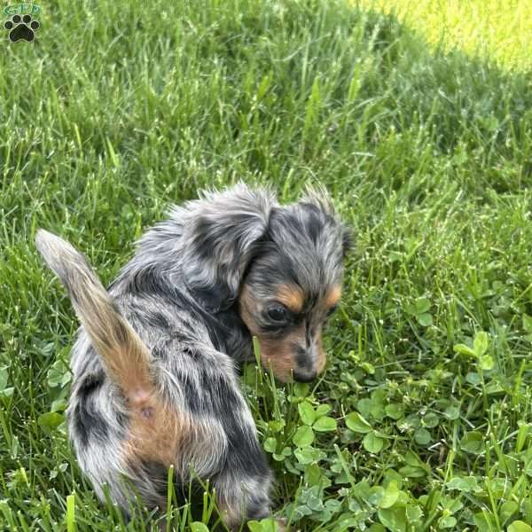 Susie, Dachshund Puppy
