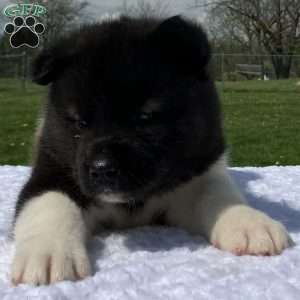 Jackson, Akita Puppy