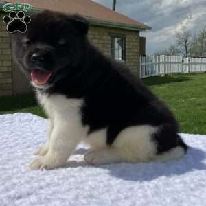 Jackson, Akita Puppy